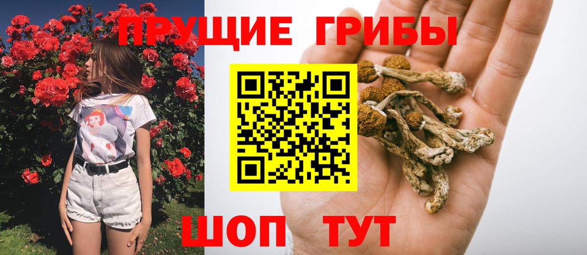 Галлюциногенные грибы Psilocybine cubensis  Вход с VPN  Бийск 